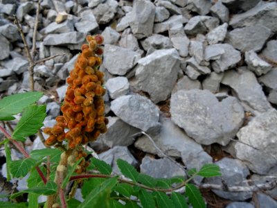 Sumac des corroyeurs ou Vinaigrier, Rhus coriaria, Anacard… 