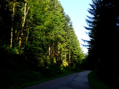 Dans la montée du Ballon d'Alsace, le vert des sapins et l… 