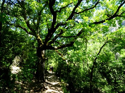 Le sentier à l'ombre des chênes 