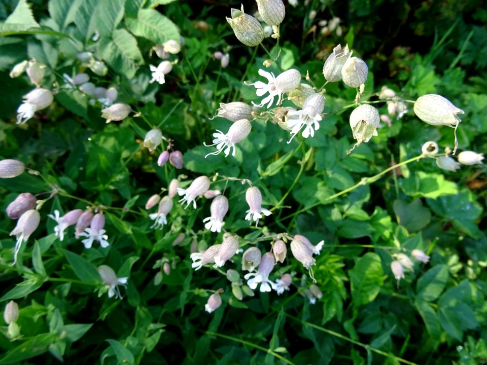 Silène enflé, Silène commun ou Claquet, Silene vulgaris, C… 