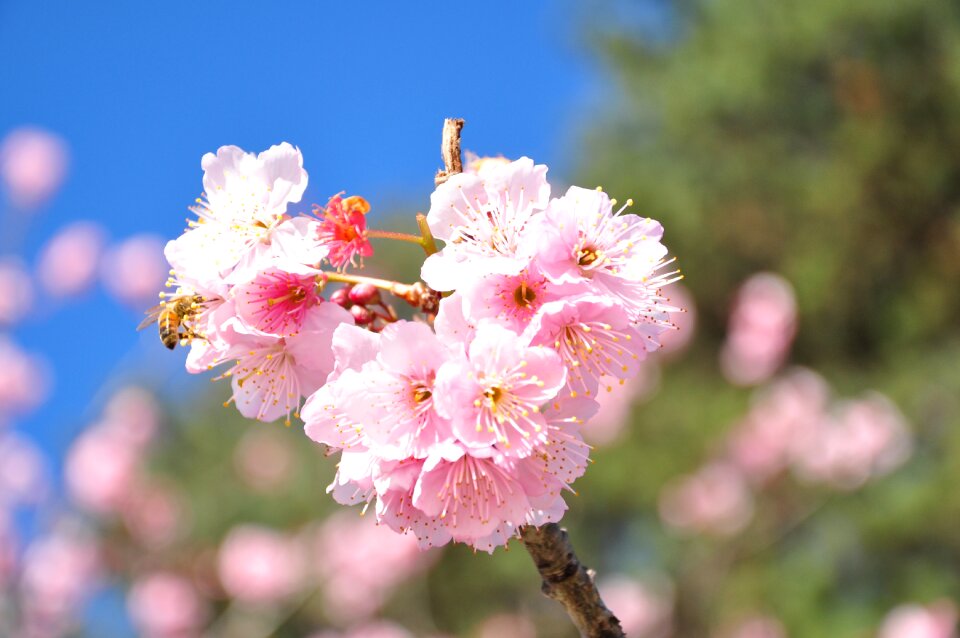 Cherry florida spring