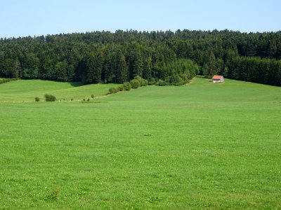 Prairie et forêt de sapins avant d'arriver à Fournet-Blanc… 