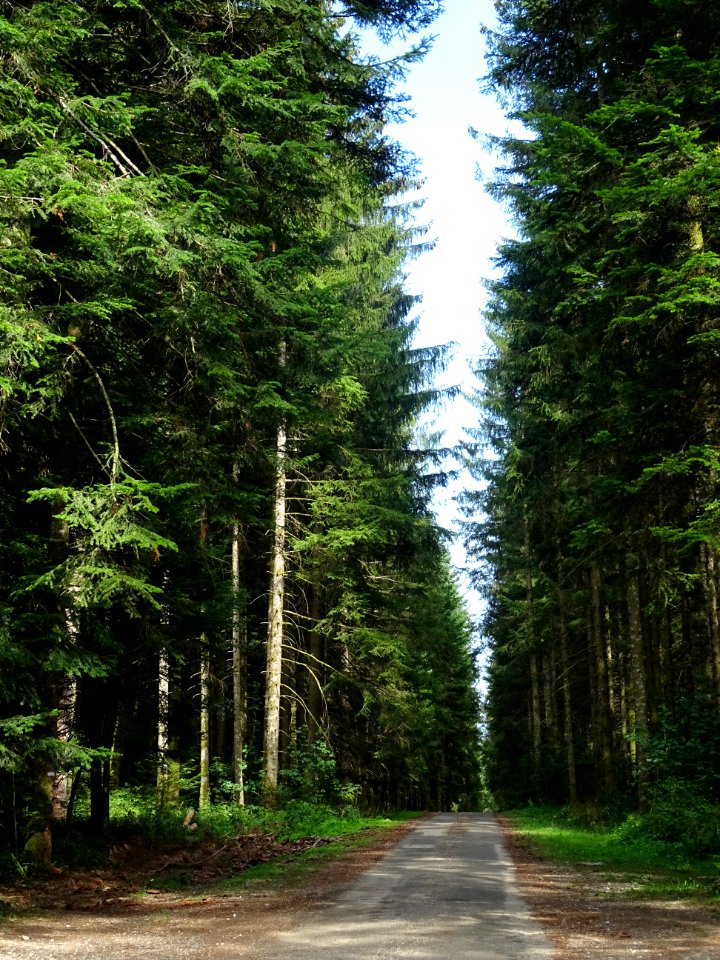 Et encore des sapins 