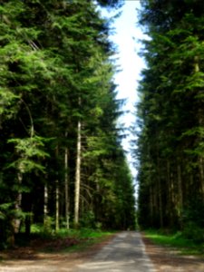 Et encore des sapins 