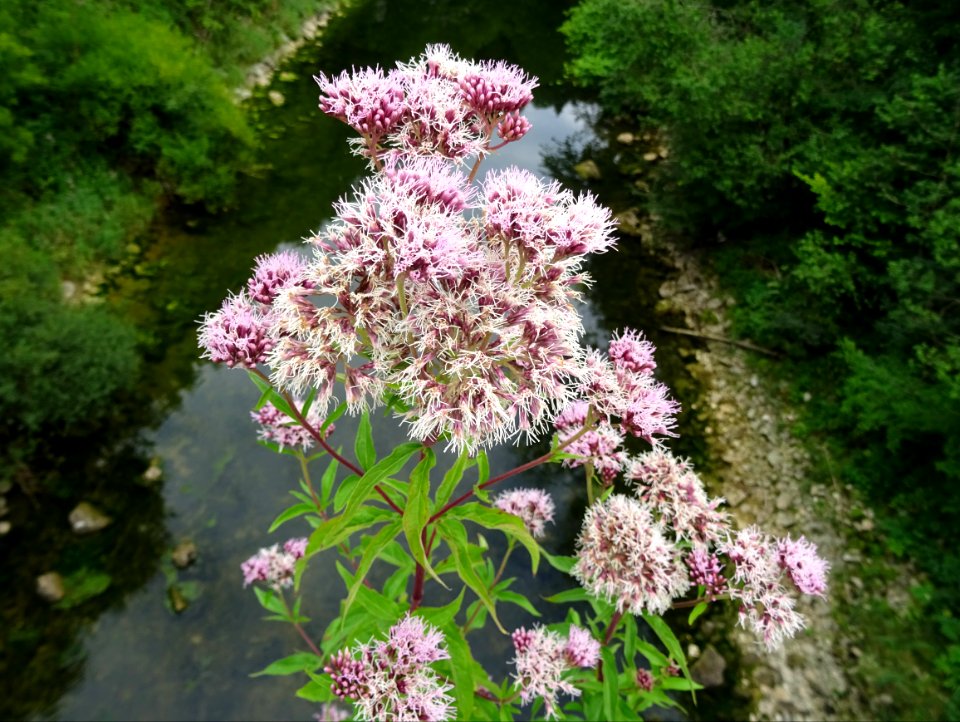 Eupatoire à feuilles de chanvre, Eupatorium cannabinum, As… 