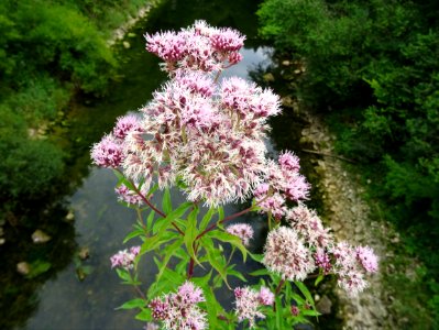 Eupatoire à feuilles de chanvre, Eupatorium cannabinum, As… 