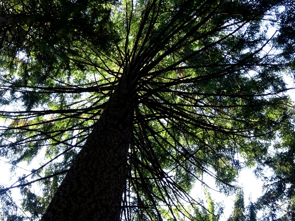 Silhouette par en dessous d'un sapin 
