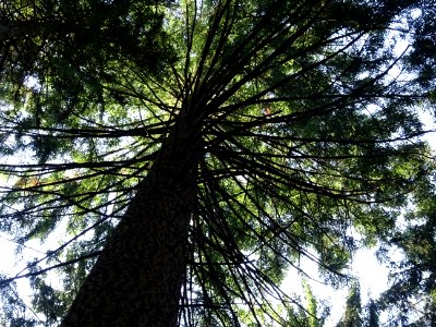 Silhouette par en dessous d'un sapin 