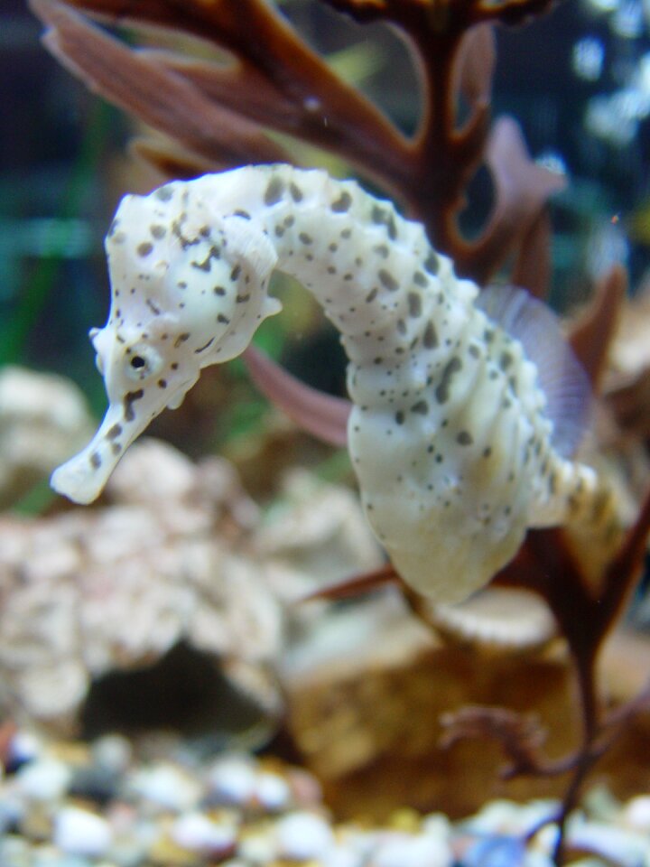 Seahorse biology fish