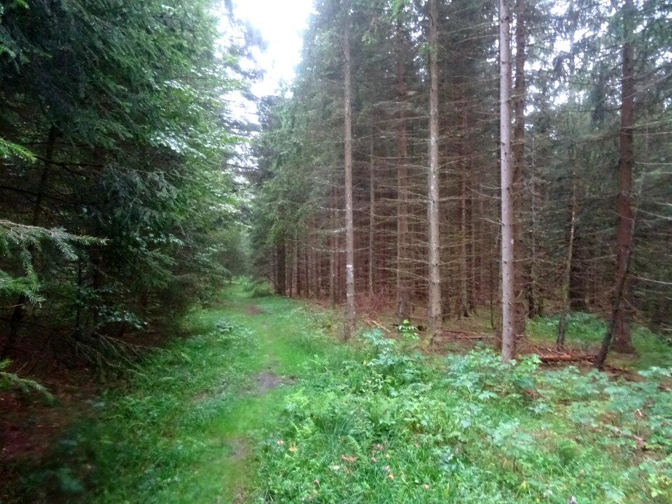Le chemin un layon entre deux parcelles de bois 
