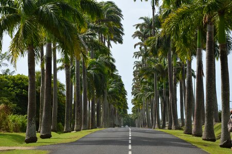 Guadeloupe palm road photo