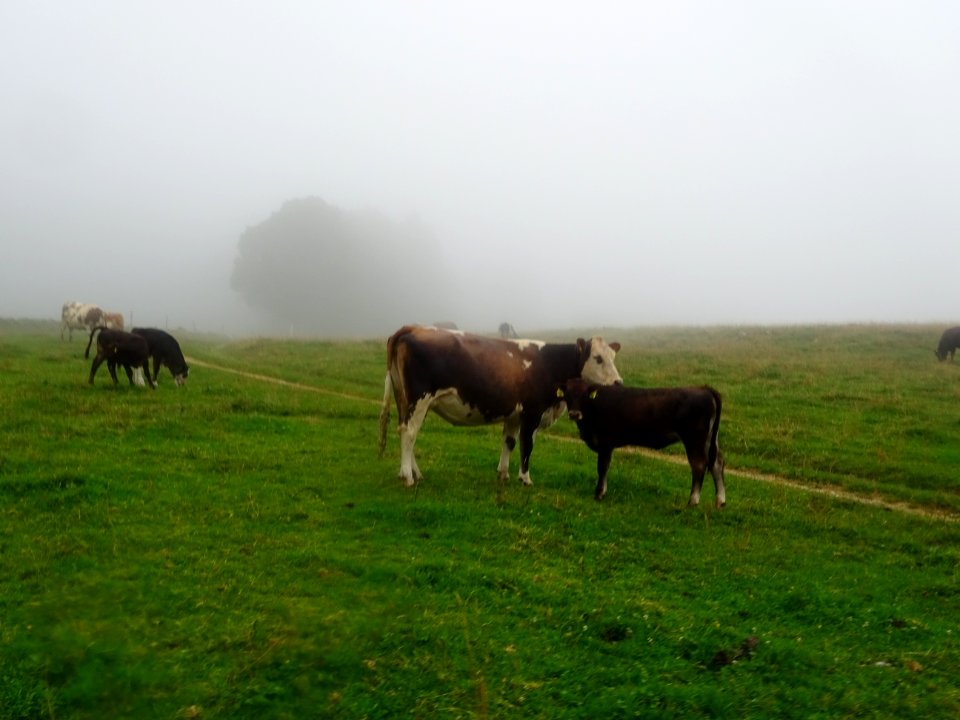 Vaches et veaux, à la limite des nuages bas 