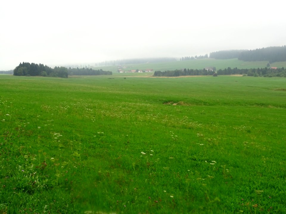 Prairies et forêt de sapins, marais de la Châtagne, Suisse… 