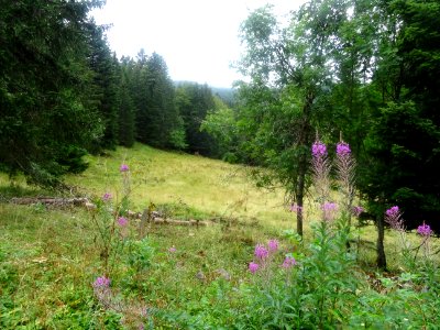 Epilobes et sapins. 