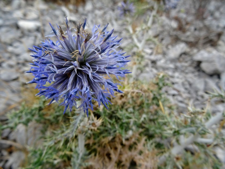 Echinops sp. , Astéracées 