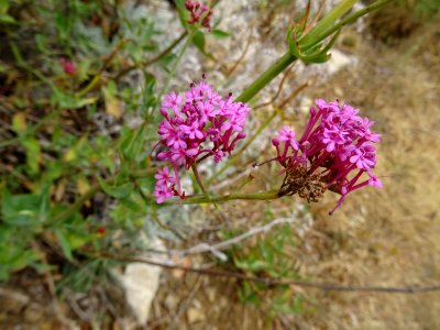Centranthe rouge, Centranthus ruber, Caprifoliacées 
