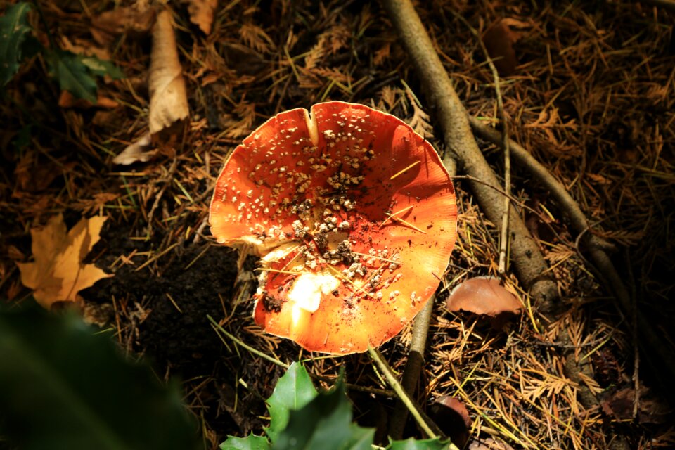 Autumn wild brown photo