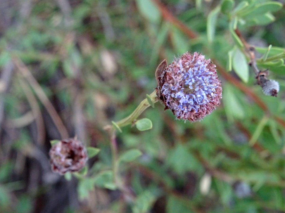 Globulaire buissonnante, Globularia alypum, Plantaginacées… 
