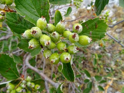 Alisier nain ??? ou Alisier Blanc ???, Sorbus ... , Rosacé… 