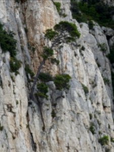 Un pin pousse dans la falaise verticale de la Grande Cande… 