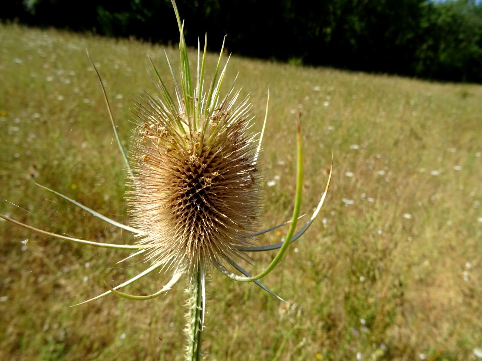 Cardère sauvage ou Cabaret des oiseaux, Dipsacus fullonum,… 