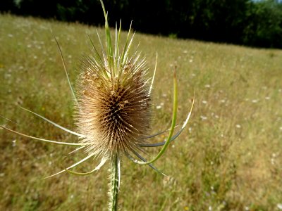 Cardère sauvage ou Cabaret des oiseaux, Dipsacus fullonum,… photo