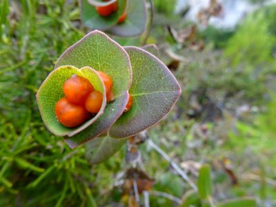 Chèvrefeuille des Baléares ou Chèvrefeuille entrelacé, Lon… 