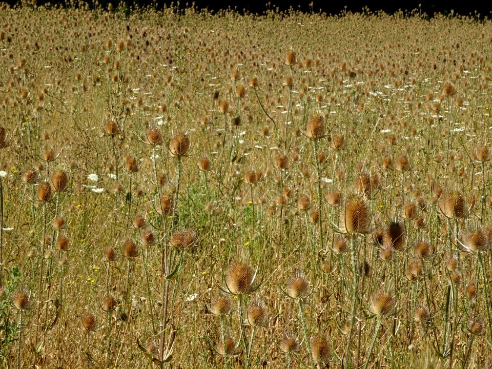 Une prairie de Cardères sauvages, Dipsacus fullonum, Dipsa… 