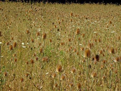 Une prairie de Cardères sauvages, Dipsacus fullonum, Dipsa… photo