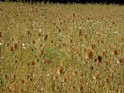 Une prairie de Cardères sauvages, Dipsacus fullonum, Dipsa… 