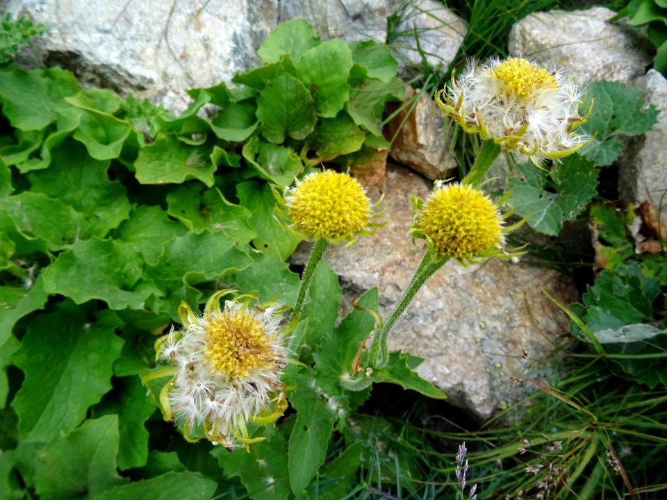 Centaurée à grosse tête, Centaurea macrocephala, Astéracée… 