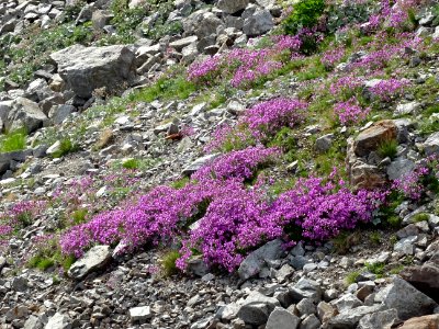 Epilobe de Fleischer ou épilobe des moraines, Epilobium fl… 