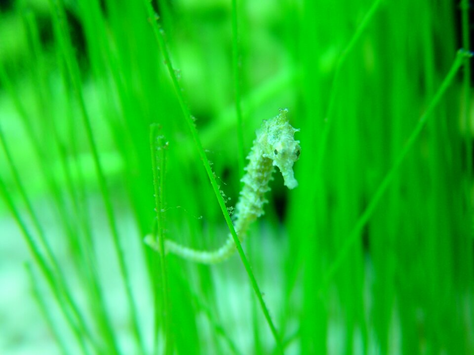 Fish green fish green fishing