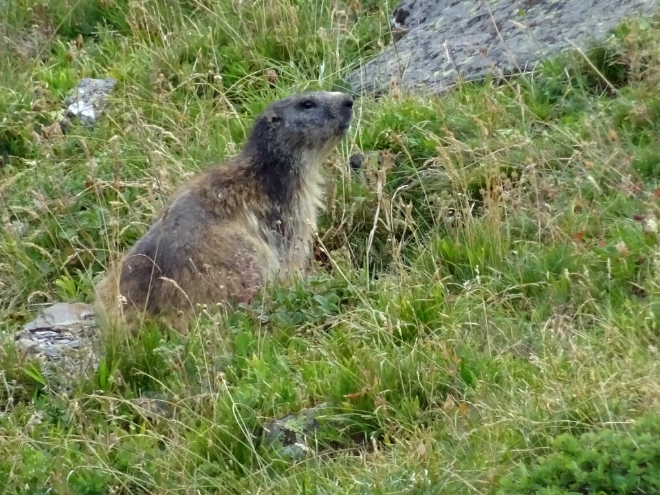Une marmotte vigilante 