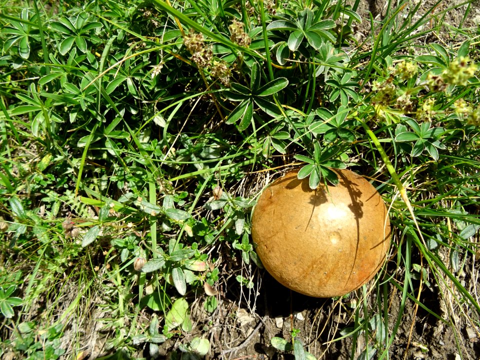 Un champignon avec un joli chapeau 