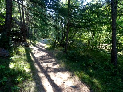 Le sentier au soleil à travers les mélèzes 