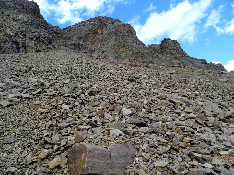 Eboulis et massif rose d'épilobes des moraines 