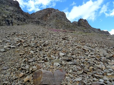 Eboulis et massif rose d'épilobes des moraines 