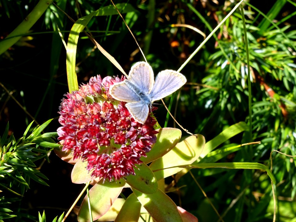 Orpin des infidèles, Hylotelephium anacampseros = Sedum an… 