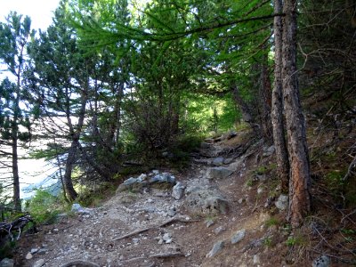 Le sentier monte entre les pins et les mélèzes 
