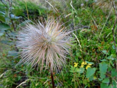 Fruit de l'Anémone pulsatille, Anemone pulsatilla, Renoncu… 