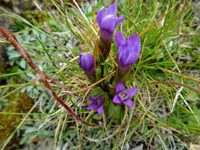 Gentiane champêtre, Gentianella campestris, Gentianacées 