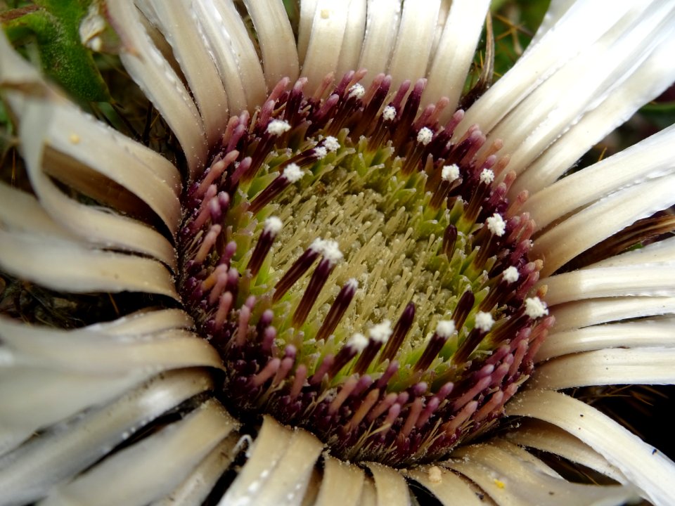 Carline acaule, Carlina acaulis, Astéracées 