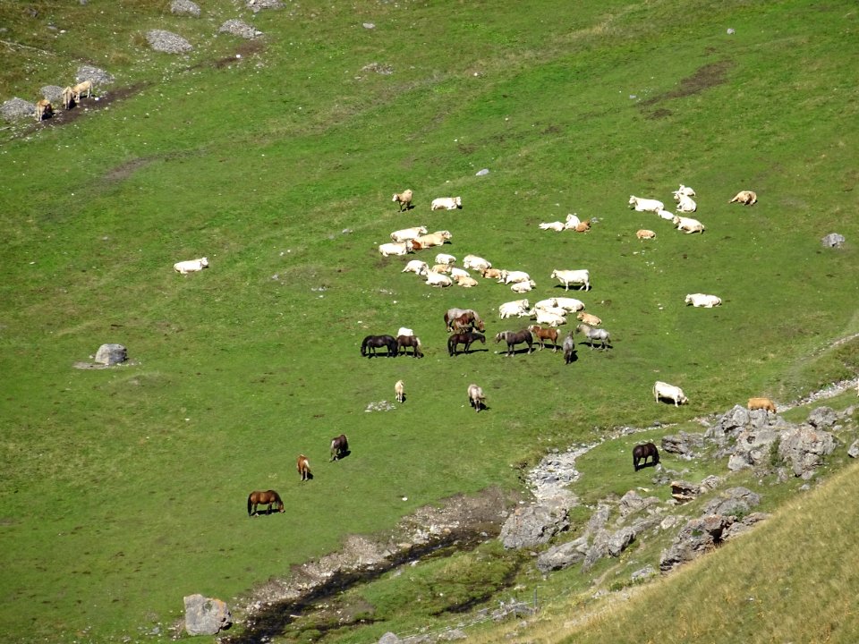Le troupeau de chevaux et de vaches à L'Alpe du Lauzet 