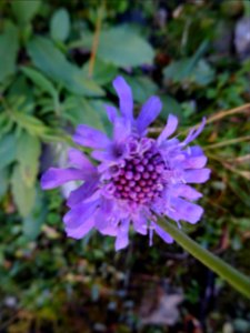 Scabieuse luisante, Scabiosa lucida, Caprifoliacées 