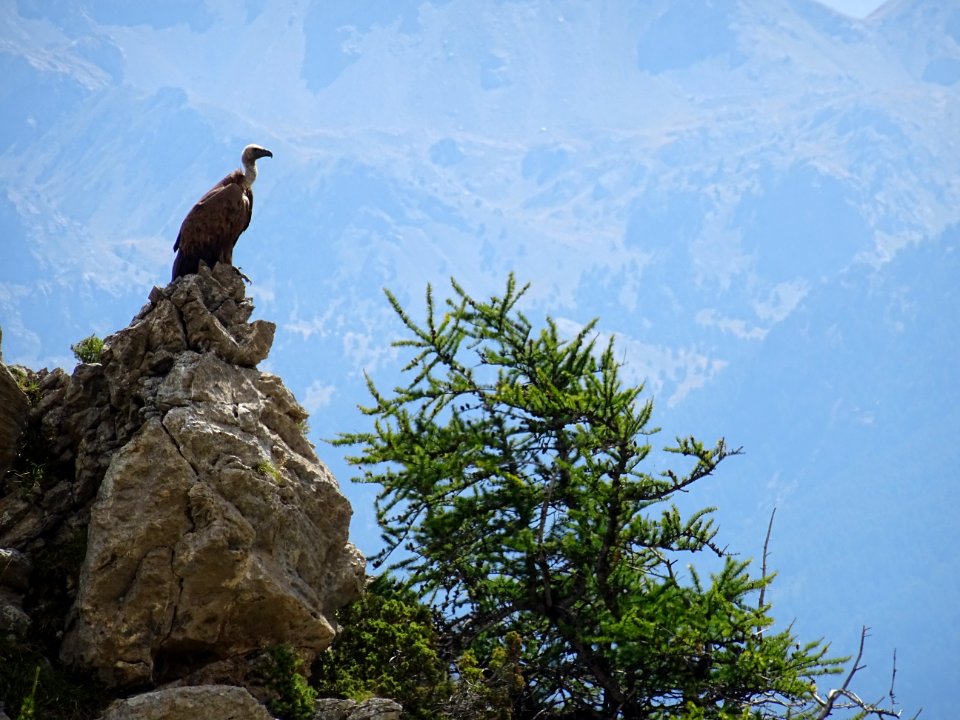Vautour fauve, Gyps fulvus, Accipitridées 