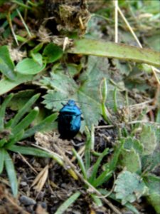 Punaise bleue, Zicrona caerulea, Hémiptères 