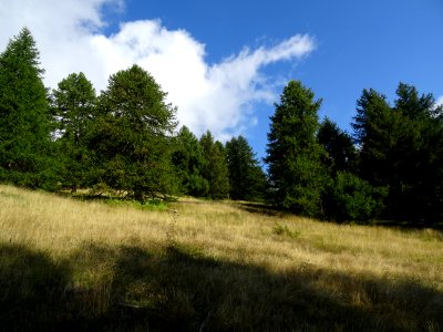 Chaume et mélèzes en montant à la Tête des Raisins 