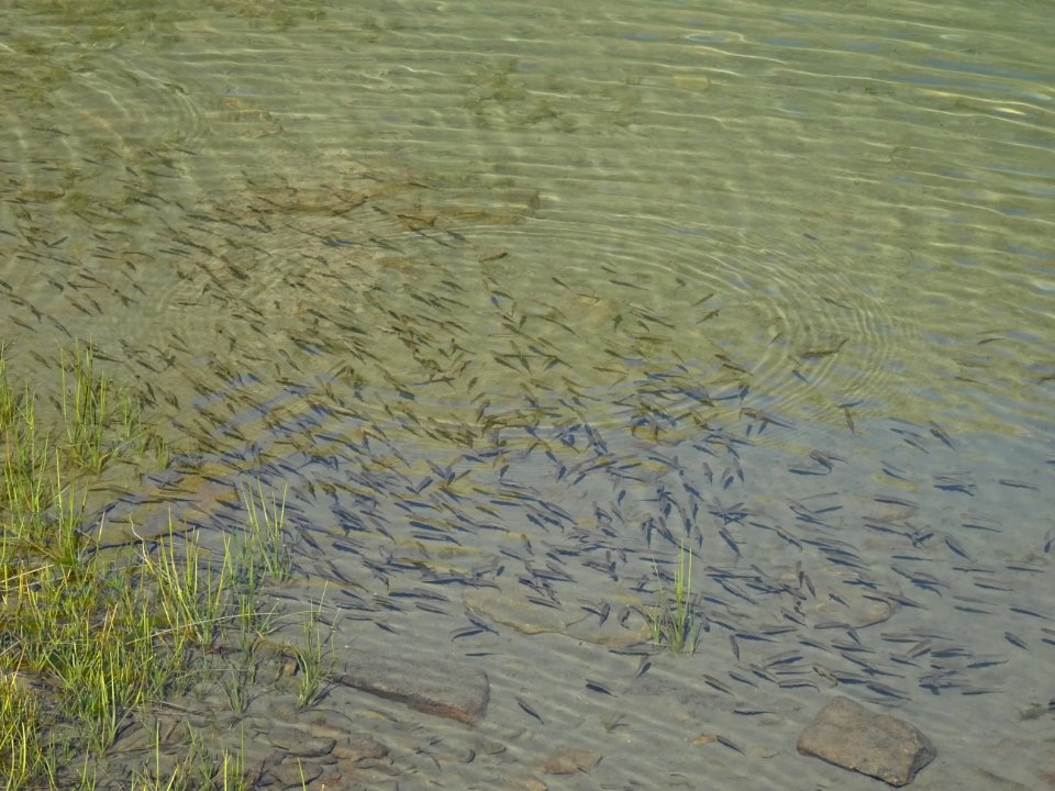 Poissons juvéniles dans le lac Palluel 