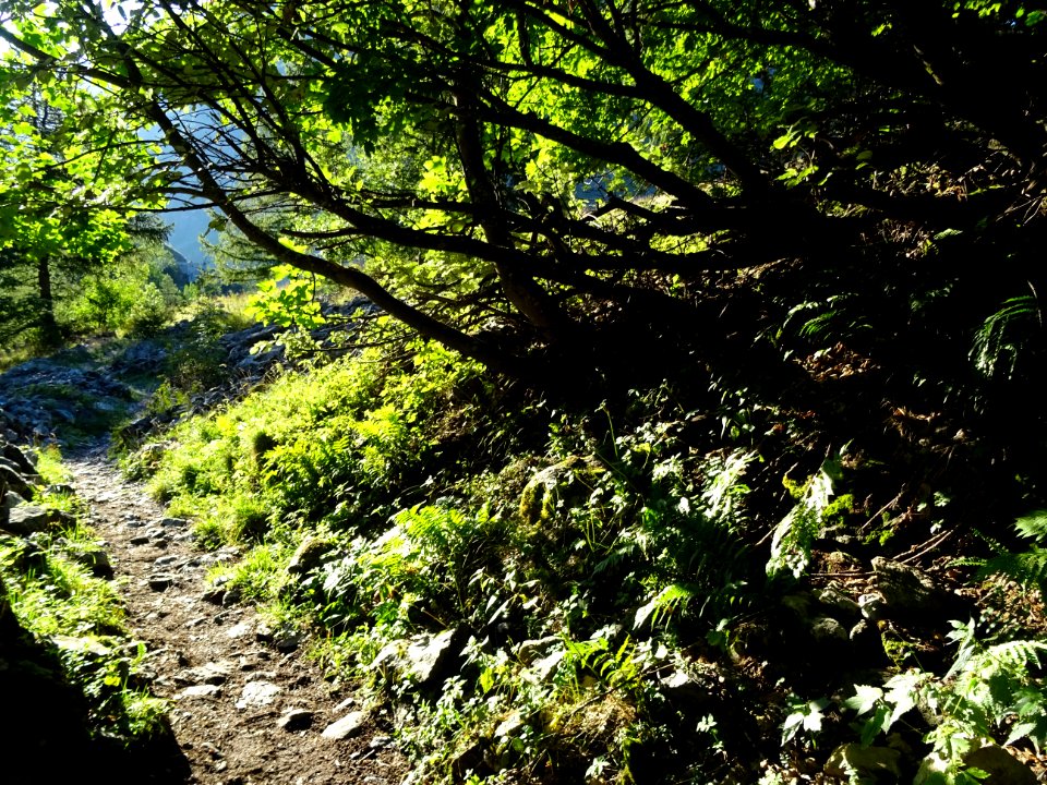 Le sentier monte entre ombre et lumière 